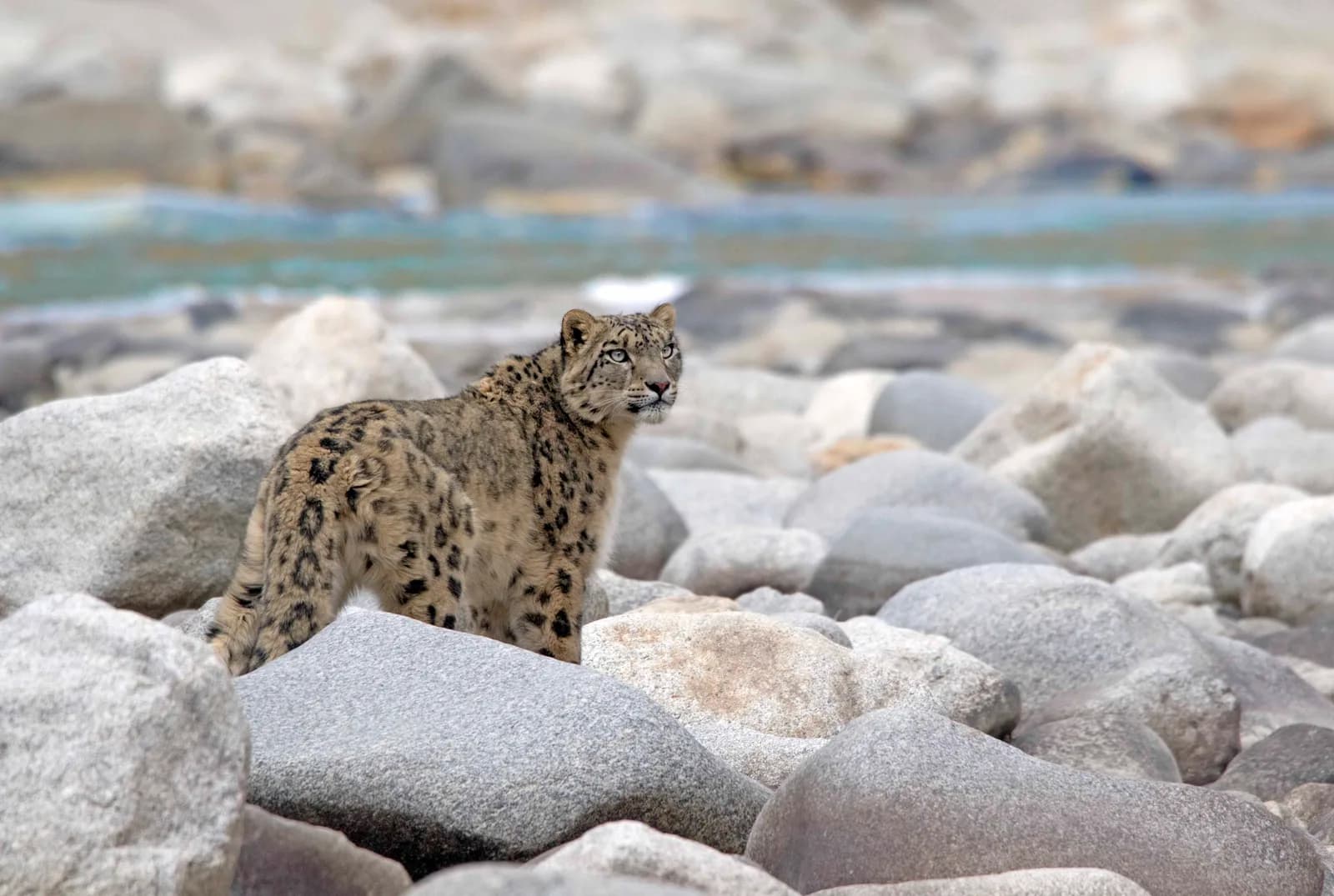 Snow Leopard Lodge