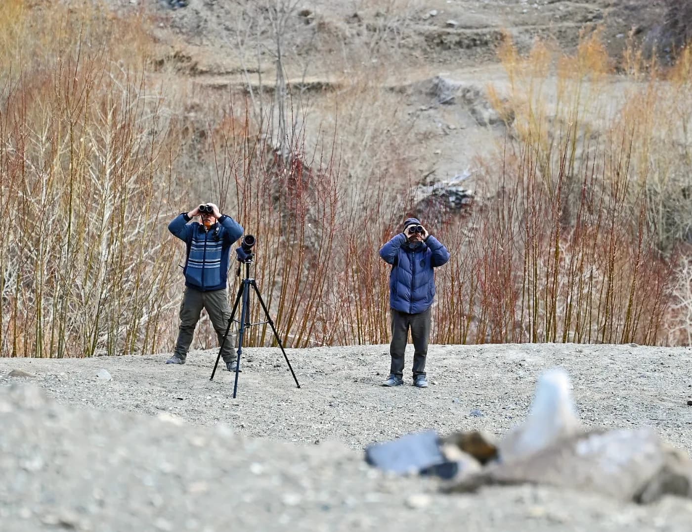 Snow Leopard Lodge