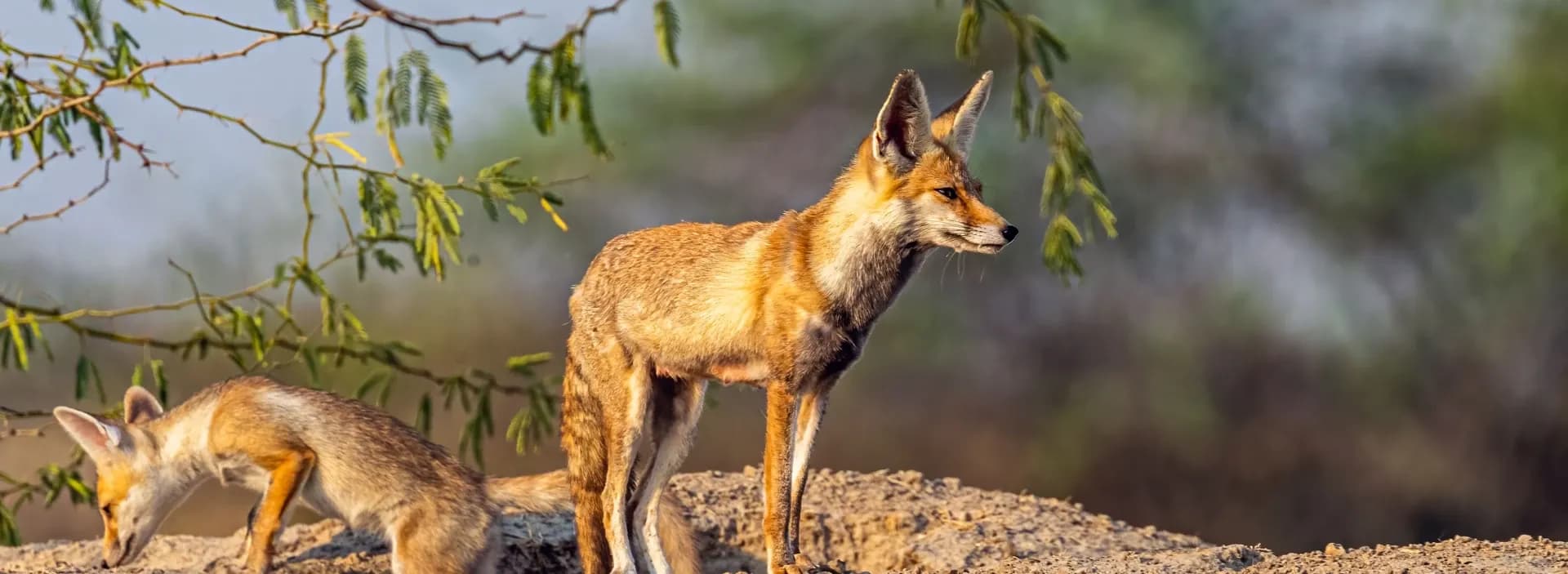 Wildlife & Nature