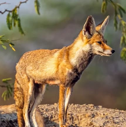 Wildlife & Nature