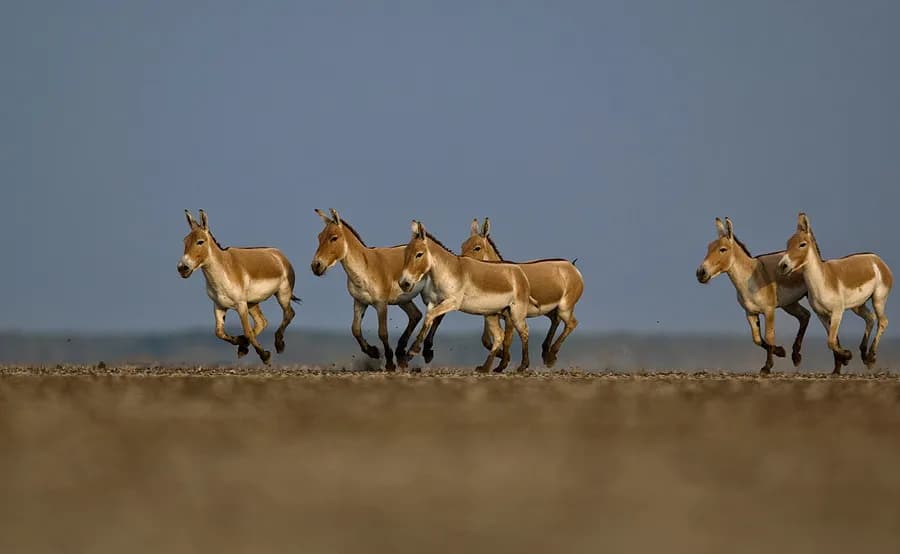 Rann Riders