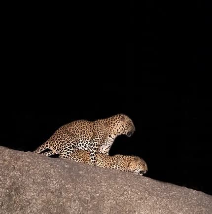Bera Safari Lodge