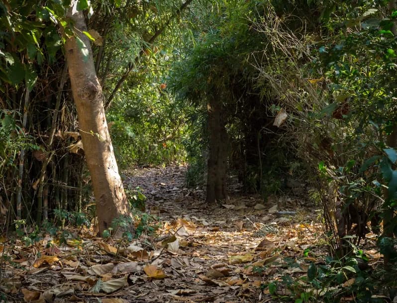 Jim's Jungle Retreat