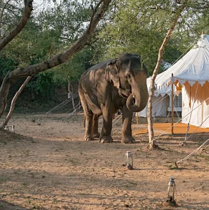 Elephant