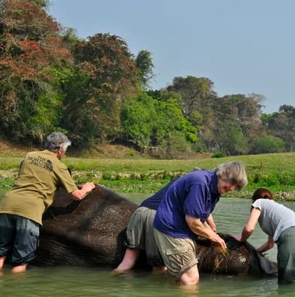 Elephant Bath