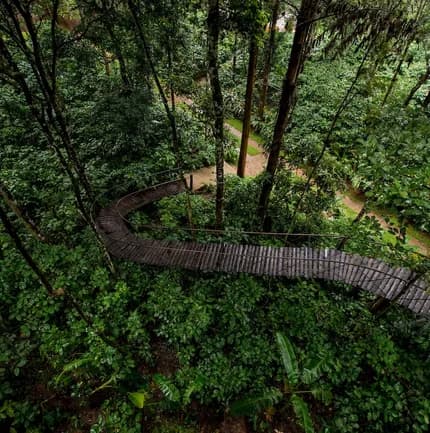 Treehouse Trail