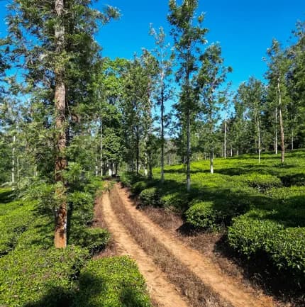 Pepper Trail